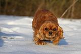 CAVALIER KING CHARLES 440